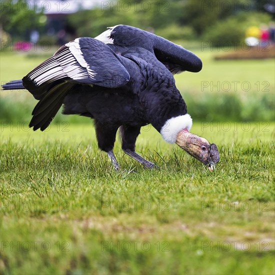 Andean condor