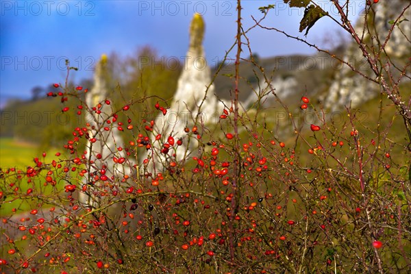 A shrub with dog rose