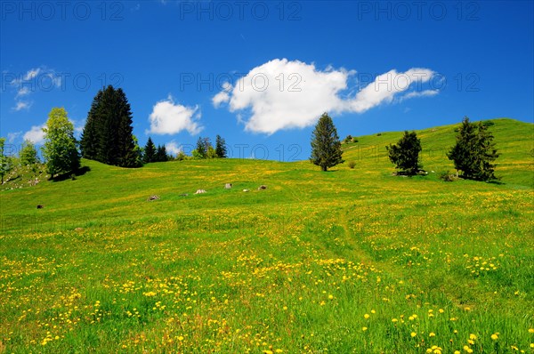 Alpine meadow in summer