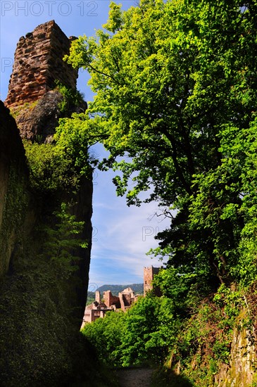 View from the ruins of Girsberg Castle to the ruins of Saint Ulrich Castle