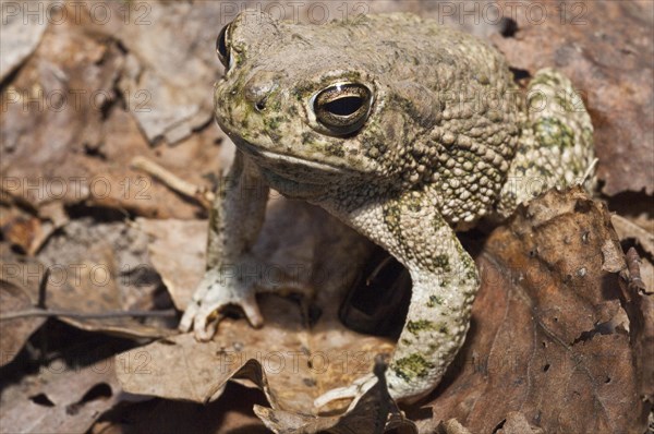 The Great Plains toad