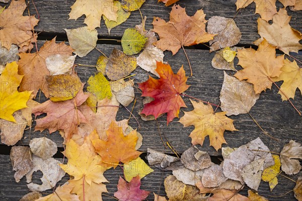 Colourful autumn leaves