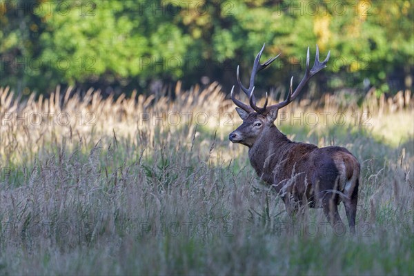 Red deer