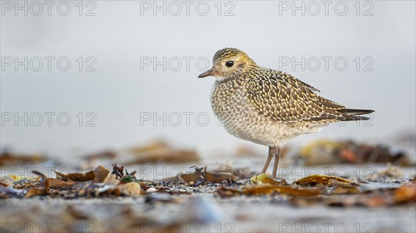 European golden plover