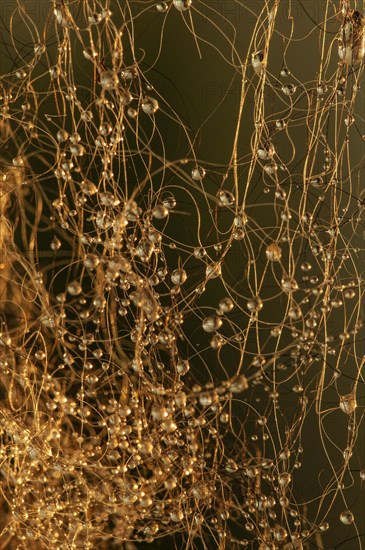 Water drops on hair