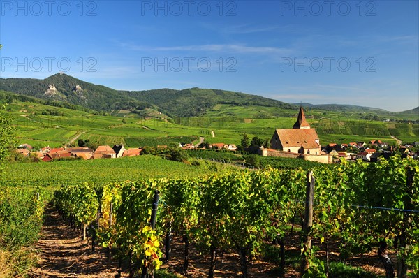 Saint-Jacques-le-Majeur Church in the vineyards of Hunawihr in Alsace