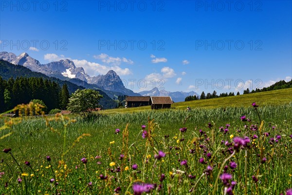 Alpine meadow in summer near Garmisch