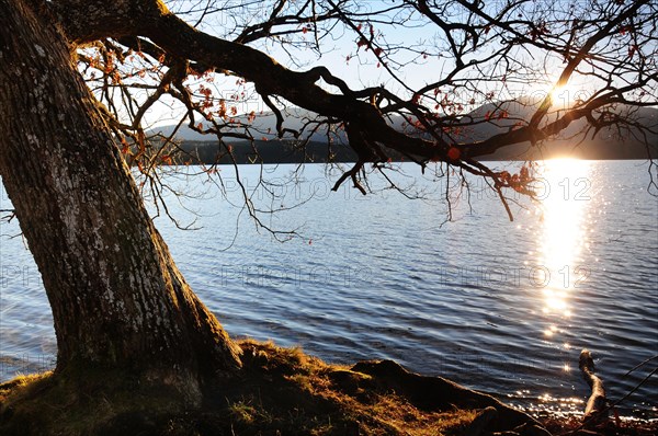 Oak tree