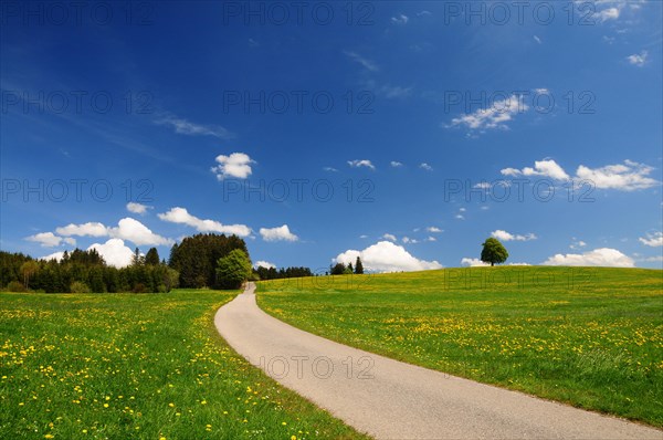 Spring meadow with dandelion and road