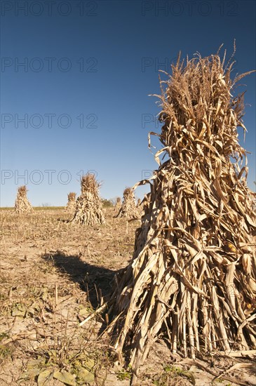 Corn shocks used to dry corn after harvest