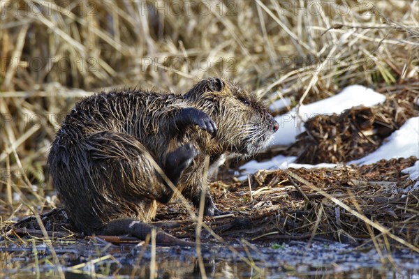 Nutria