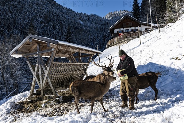 Deer feeding at the Reiseralm near Lenggries with host Alois Oswald