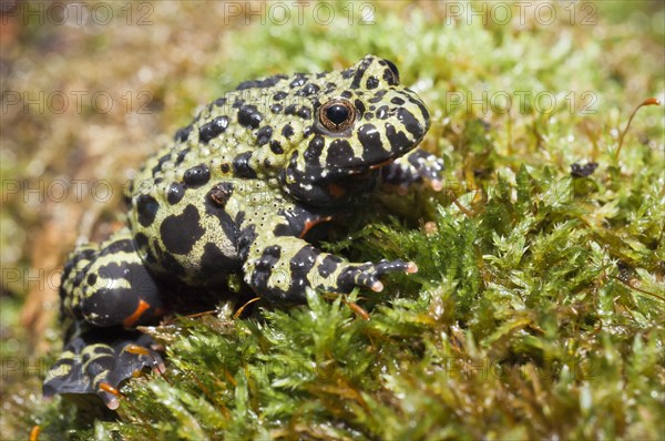 Oriental fire-bellied toad