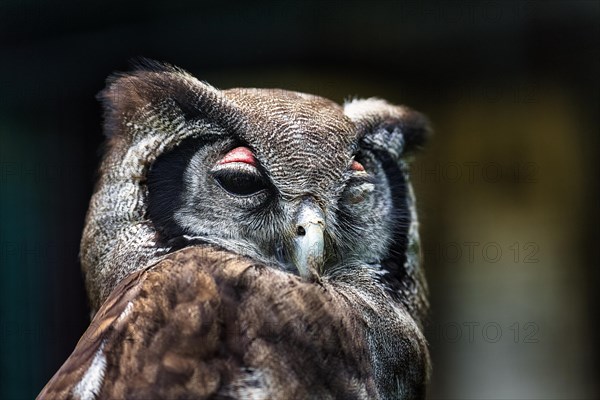 Verreauxs eagle-owl