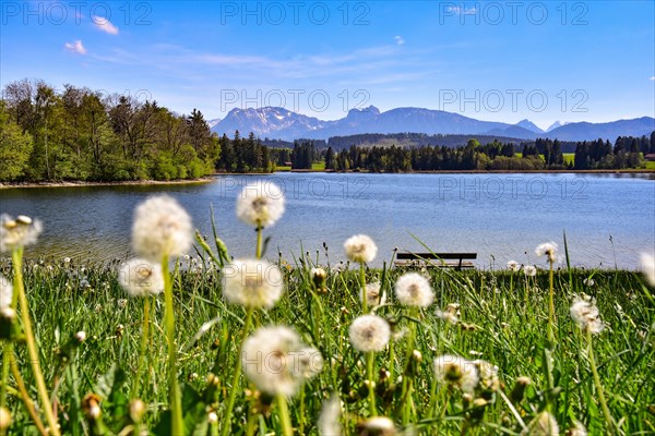 Flower meadow at the Schwaltenweiher near Seeg