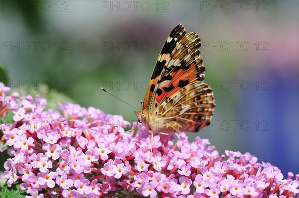 Painted lady