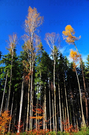 Mixed forest in autumn colours