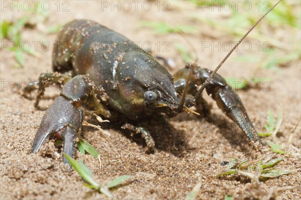 Rusty crayfish