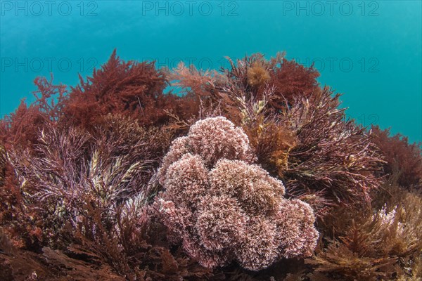 Red algae