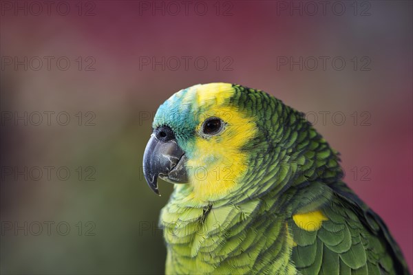 Blue-fronted Amazon