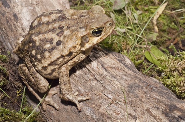 Cane toad