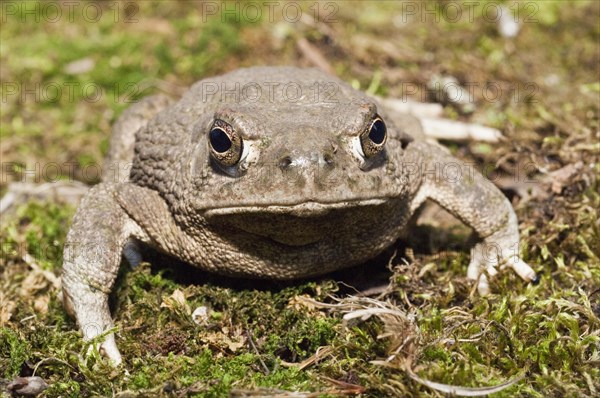 The Texas toad