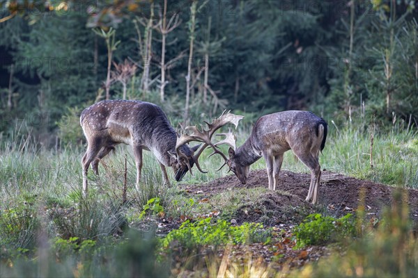 Fallow deer