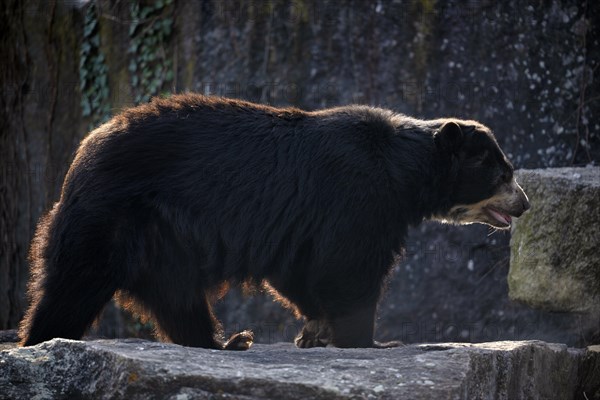 Spectacled bear