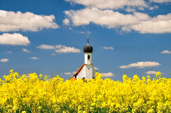 Village church behind a blossoming rape field