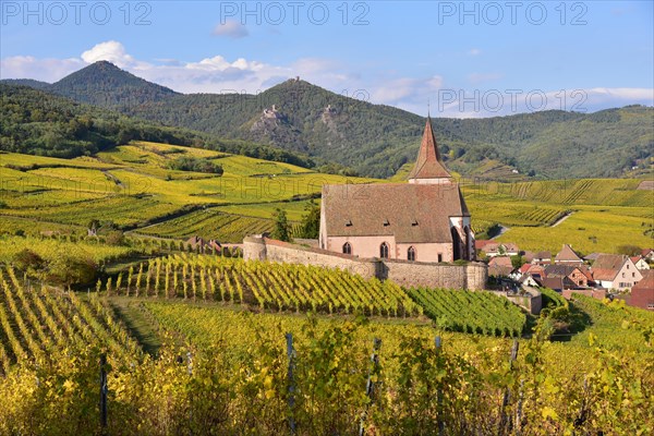 View of the village church and the vineyards of Hunawihr on the Alsace Wine Route in the Haut-Rhin departement