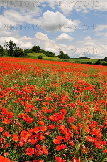 Field with poppy flowers