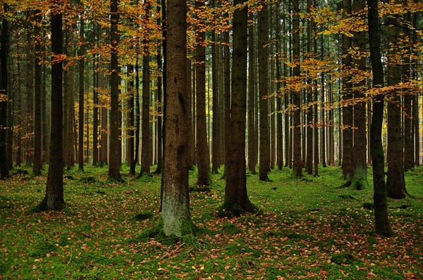 Mixed forest in autumn