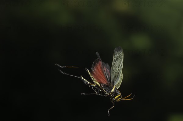 Western Horse Lubber Grasshopper