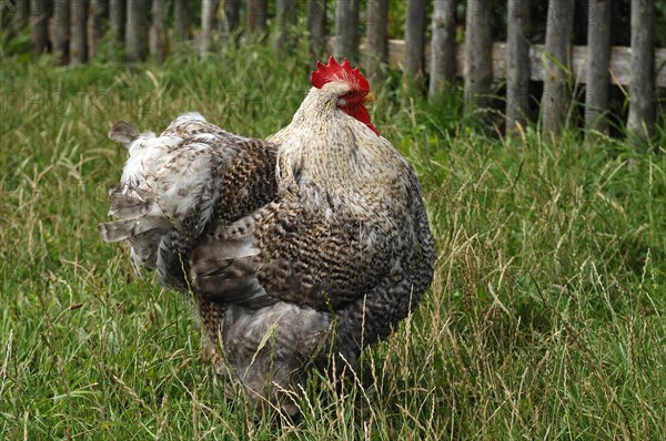 Free-range rooster in the Franconian Open Air Museum