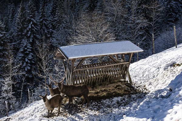 Deer feeding at the Reiseralm near Lenggries