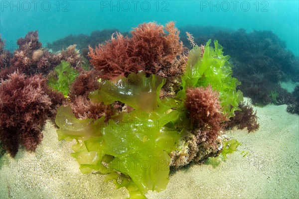 Green and red algae