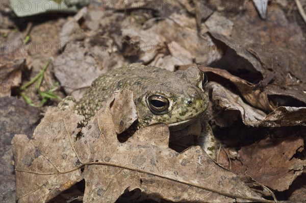 The Great Plains toad