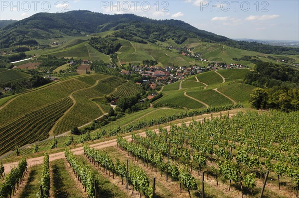 View of Durbach and vineyards from Staufenberg Castle