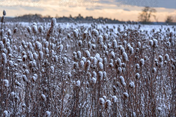 Field of wild teasel