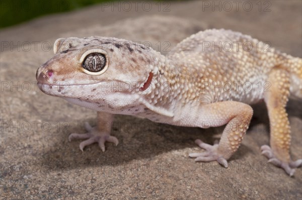 Leopard gecko