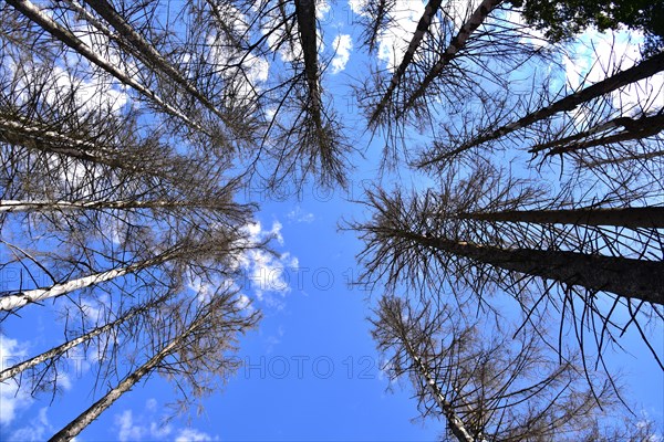 Dead spruces in a mountain forest near Missen