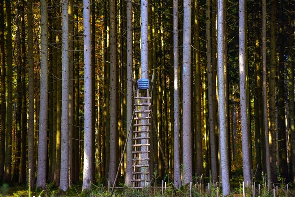 Hunters stand in a forest in Bavaria