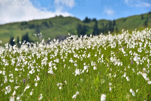 Flowering cottongrass