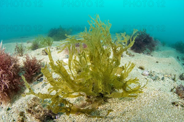 Brown and red algae