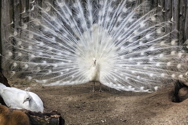 White indian peafowl