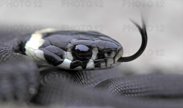 Grass snake