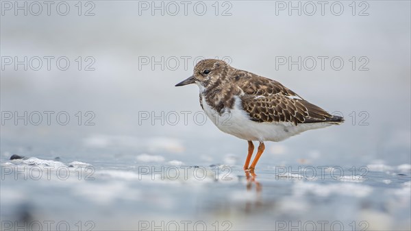 Ruddy turnstone