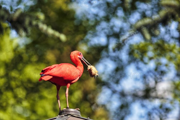 Scarlet ibises