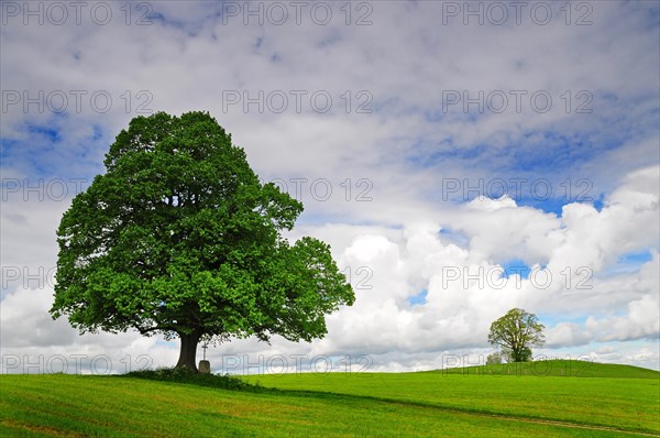 Field cross and lime tree