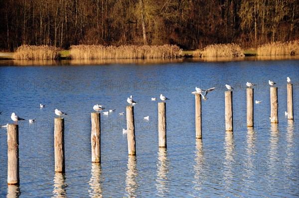 Seagulls on wooden stilts